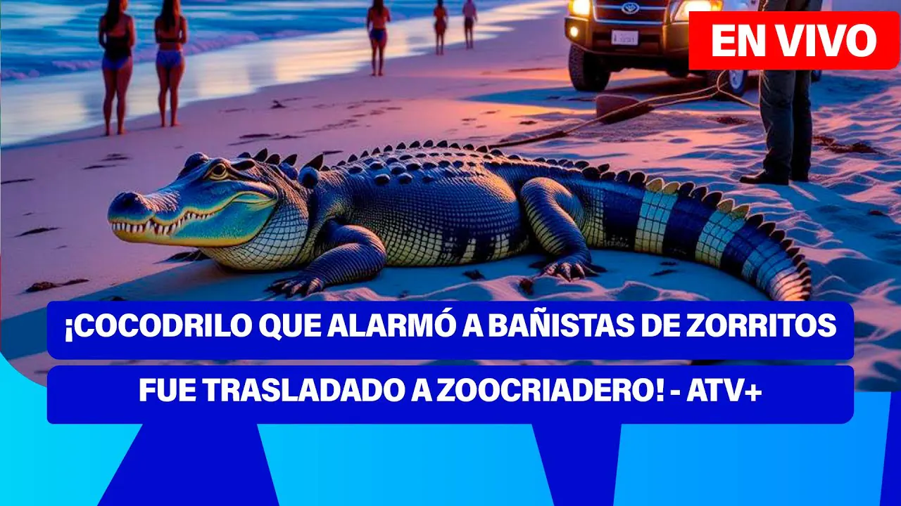 Reproducir: De 5 a 7 🎧✨ | ¡COCODRILO QUE ALARMÓ A BAÑISTAS DE ZORRITOS FUE TRASLADADO A ZOOCRIADERO! - ATV+