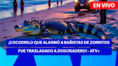 De 5 a 7 | ¡COCODRILO QUE ALARMÓ A BAÑISTAS DE ZORRITOS FUE TRASLADADO A ZOOCRIADERO! - ATV+