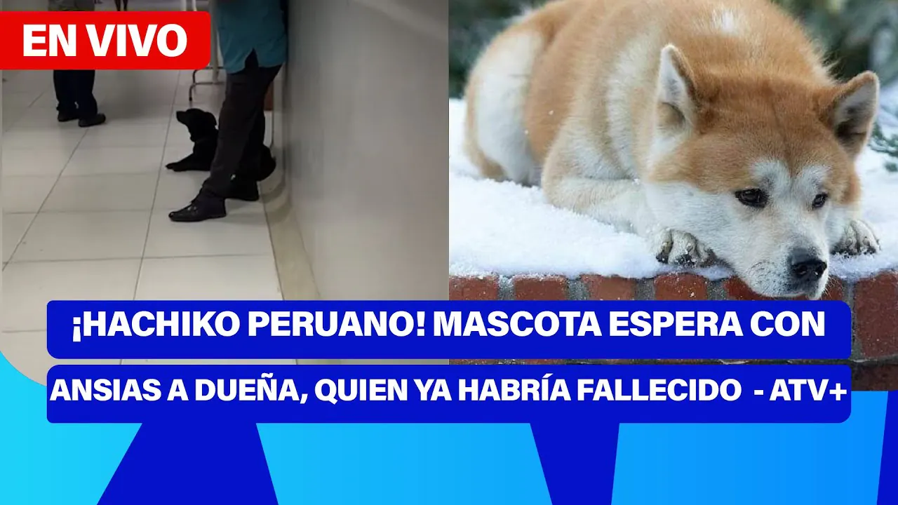 Reproducir: De 5 a 7 🎧✨ | ¡HACHIKO PERUANO! MASCOTA ESPERA CON ANSIAS A DUEÑA, QUIEN YA HABRÍA FALLECIDO - ATV+