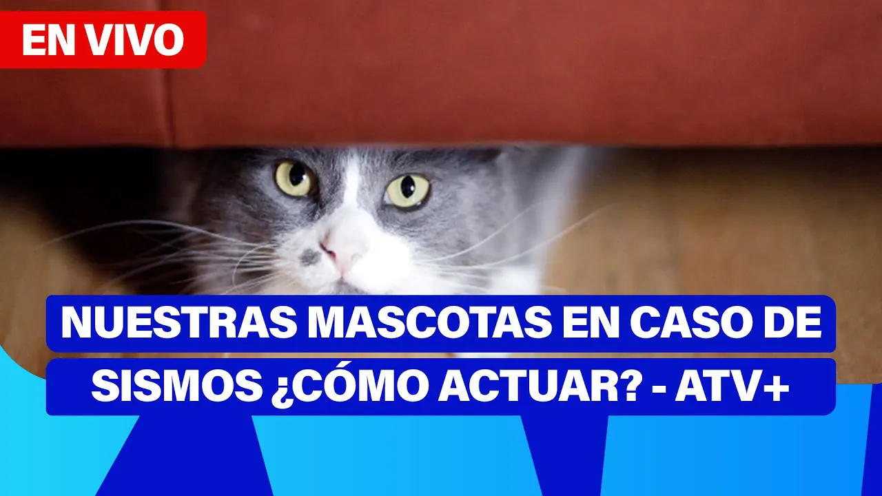 Reproducir: De 5 a 7 🎧✨ | NUESTRAS MASCOTAS EN CASO DE SISMOS ¿CÓMO ACTUAR? - ATV+