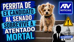 De 5 a 7 ¡PERRITA DE EX CANDIDATO AL SENADO SOBREVIVE A ATENTADO MORTAL! - ATV+