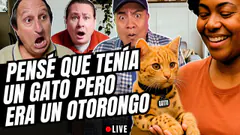 ¿Eres Dog lover o Cat lover? ¿Cómo le dices de cariño? Travesuras de mascota - Los Malditos Podcast