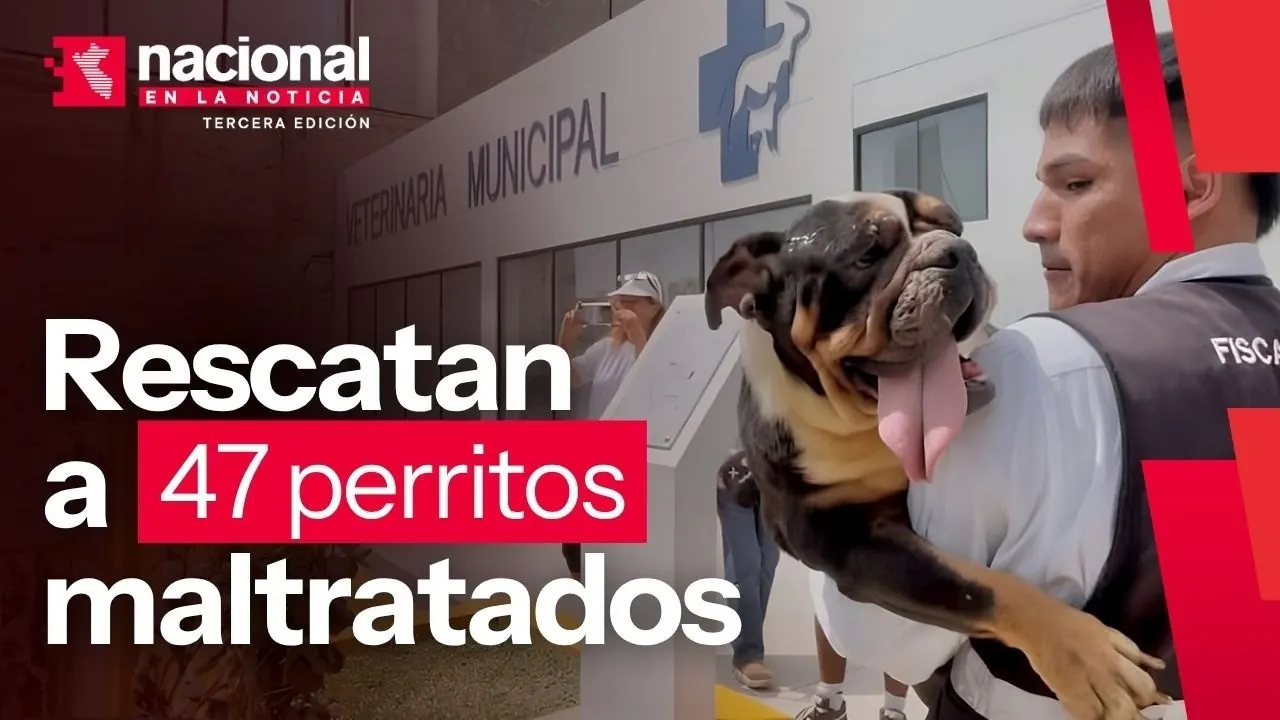 Reproducir: Rescatan a 47 perritos de criadero clandestino | Nacional en la noticia | 29-09-26
