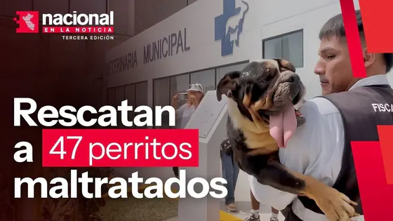 Rescatan a 47 perritos de criadero clandestino | Nacional en la noticia | 29-09-26