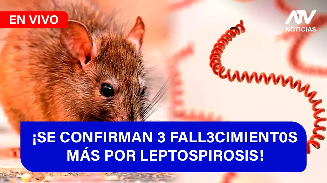 Reproducir: De 5 a 7 🎧✨¡SE CONFIRMAN 3 FALL3CIMIENT0S MÁS POR LEPTOSPIROSIS! - ATV+