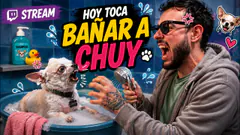 HOY BAÑAMOS A CHUY | BATALLA COLOSAL CON EL COCHINITO | LOSFURREYES EN VIVO