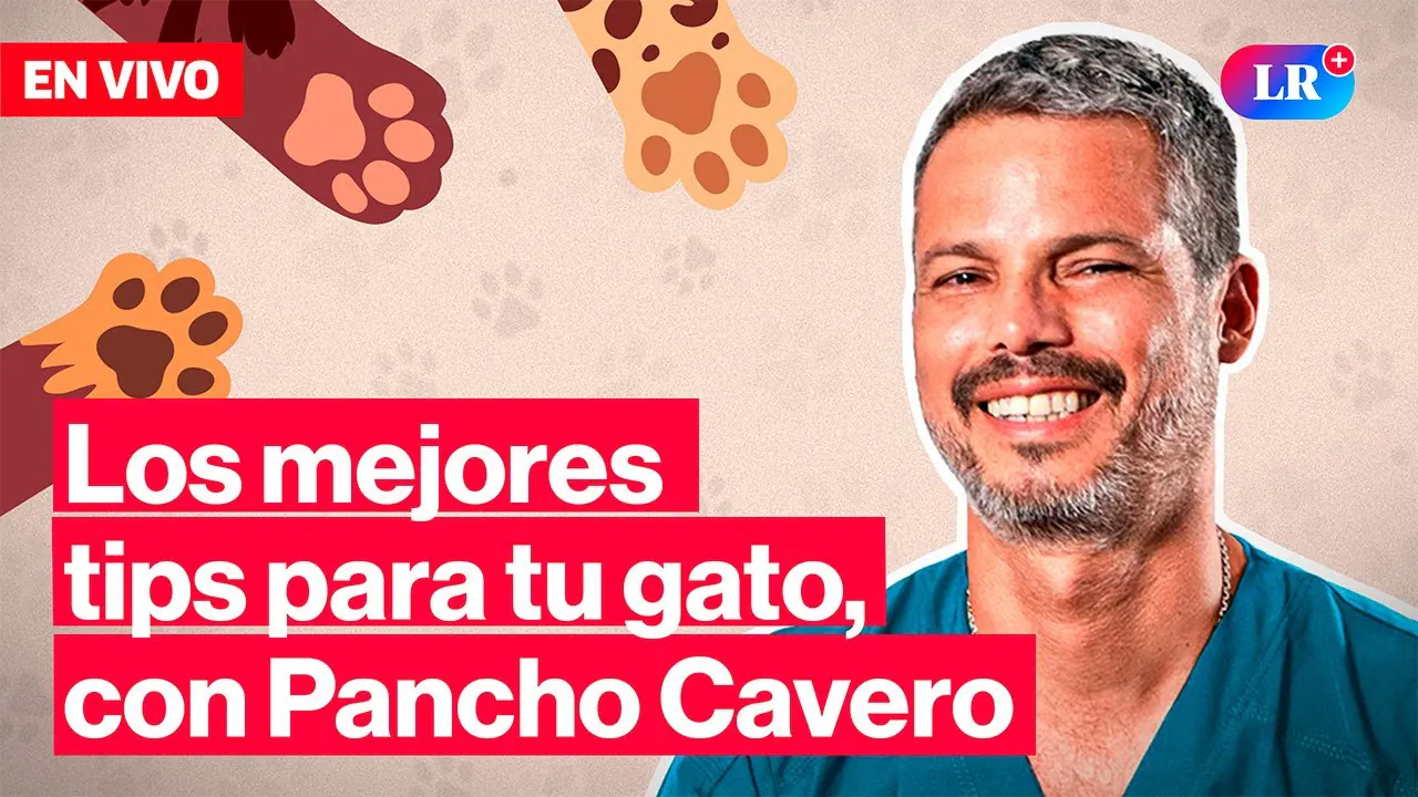 Reproducir: 🔴Día del gato: Los mejores consejos para cuidar a tu michi 😺