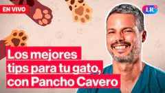 Día del gato: Los mejores consejos para cuidar a tu michi