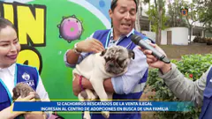 Cachorros rescatados de la venta ilegal | 11 de agosto
